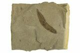 Fossil Leaf (Cedrelospermum) - Green River Formation, Utah #331855-1